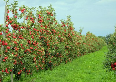 sad jabłkowy - grupa konary - świeże jabłka